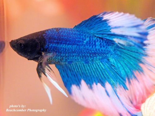 นำปลากัดจีนกับปลาโอซาว่าสวยๆมาให้ดูเพลินๆครับ คริคริ