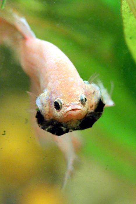 นำปลากัดจีนกับปลาโอซาว่าสวยๆมาให้ดูเพลินๆครับ คริคริ