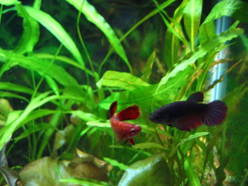 นำปลากัดจีนกับปลาโอซาว่าสวยๆมาให้ดูเพลินๆครับ คริคริ