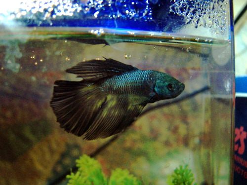 นำปลากัดจีนกับปลาโอซาว่าสวยๆมาให้ดูเพลินๆครับ คริคริ