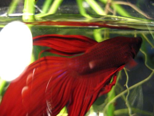 นำปลากัดจีนกับปลาโอซาว่าสวยๆมาให้ดูเพลินๆครับ คริคริ