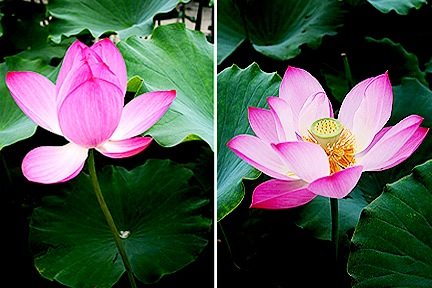 นำดอกลิลลี่กับดอกบัวสวยๆมาต้อนรับบรรยากาศตอนเช้าๆครับ