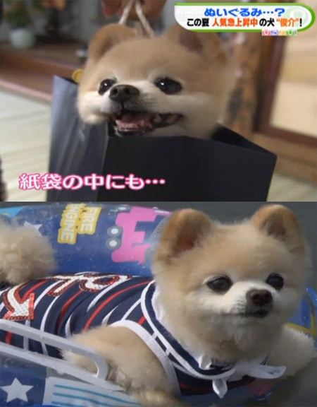 ชุนสึเกะ เจ้าหมาน้อยที่น่ารักที่สุดในญี่ปุ่น