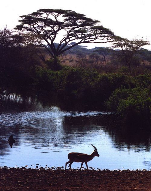 กวางกาเซลเเห่งทุ่งเเอฟริกา