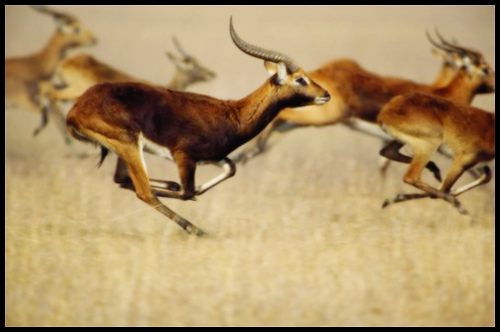 กวางกาเซลเเห่งทุ่งเเอฟริกา