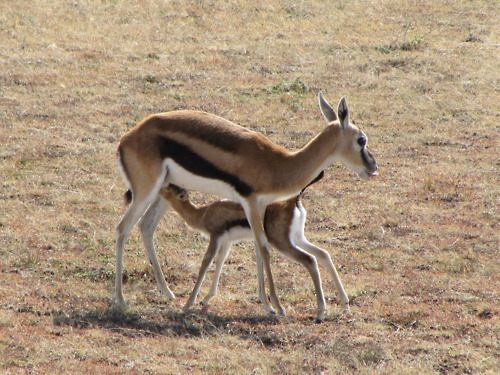 กวางกาเซลเเห่งทุ่งเเอฟริกา