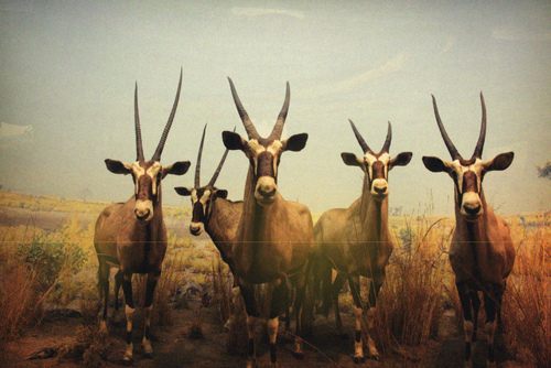 กวางกาเซลเเห่งทุ่งเเอฟริกา