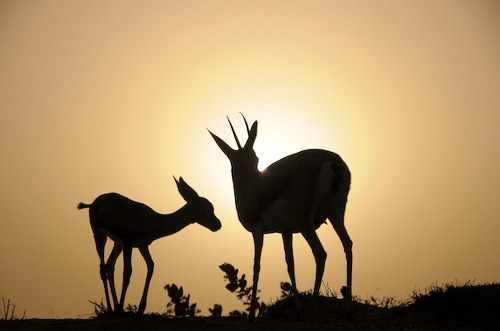 กวางกาเซลเเห่งทุ่งเเอฟริกา