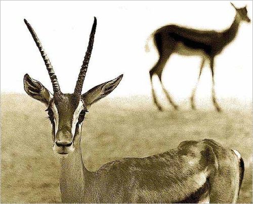 กวางกาเซลเเห่งทุ่งเเอฟริกา