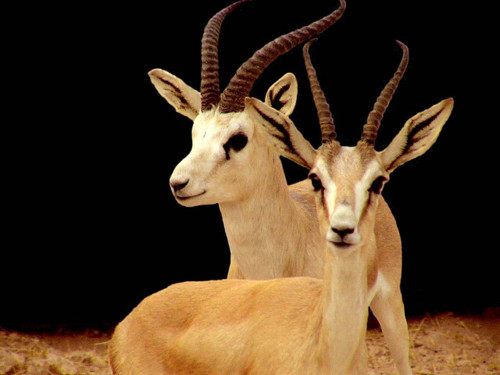 กวางกาเซลเเห่งทุ่งเเอฟริกา