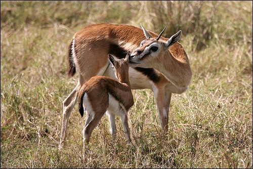 กวางกาเซลเเห่งทุ่งเเอฟริกา