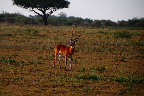 กวางกาเซลเเห่งทุ่งเเอฟริกา
