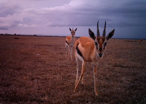 กวางกาเซลเเห่งทุ่งเเอฟริกา