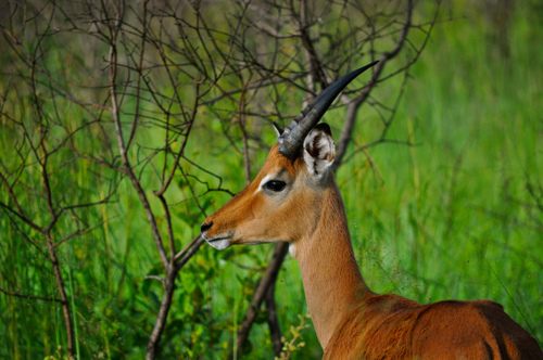 กวางกาเซลเเห่งทุ่งเเอฟริกา