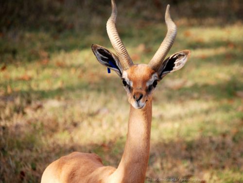 กวางกาเซลเเห่งทุ่งเเอฟริกา