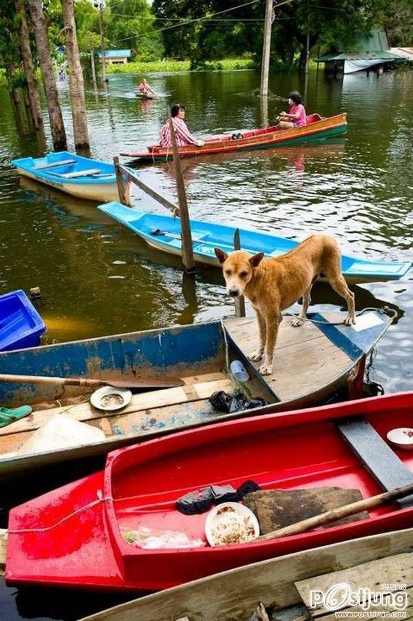 เมื่อพวกเราโดนน้ำท่วมๆ เพื่อนๆ ของเราเค้าก็น่าสงสารเหมือนกันเนาะ By Chay-ake