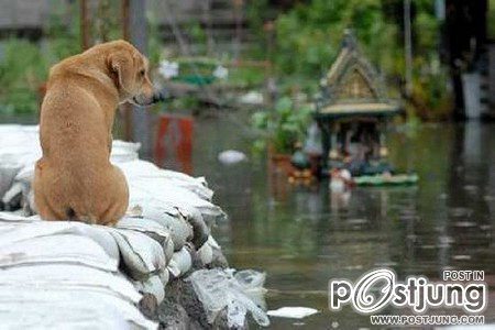 เมื่อพวกเราโดนน้ำท่วมๆ เพื่อนๆ ของเราเค้าก็น่าสงสารเหมือนกันเนาะ By Chay-ake