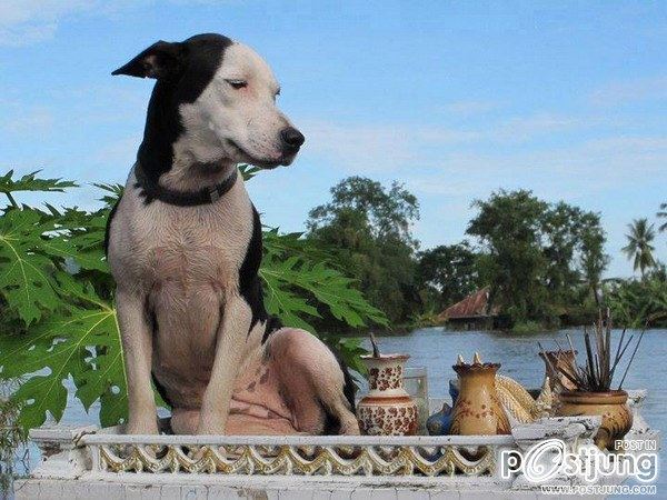 เมื่อพวกเราโดนน้ำท่วมๆ เพื่อนๆ ของเราเค้าก็น่าสงสารเหมือนกันเนาะ By Chay-ake