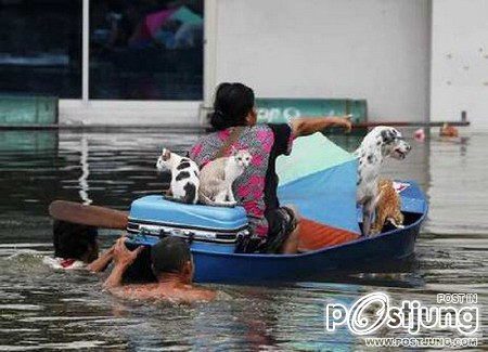 เมื่อพวกเราโดนน้ำท่วมๆ เพื่อนๆ ของเราเค้าก็น่าสงสารเหมือนกันเนาะ By Chay-ake