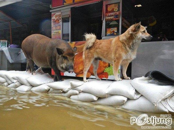 เมื่อพวกเราโดนน้ำท่วมๆ เพื่อนๆ ของเราเค้าก็น่าสงสารเหมือนกันเนาะ By Chay-ake