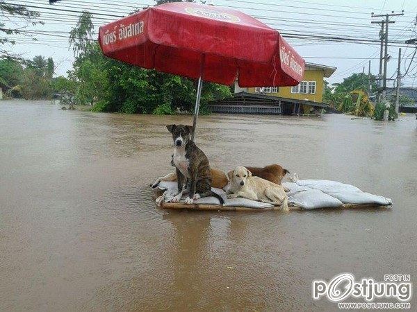 เมื่อพวกเราโดนน้ำท่วมๆ เพื่อนๆ ของเราเค้าก็น่าสงสารเหมือนกันเนาะ By Chay-ake