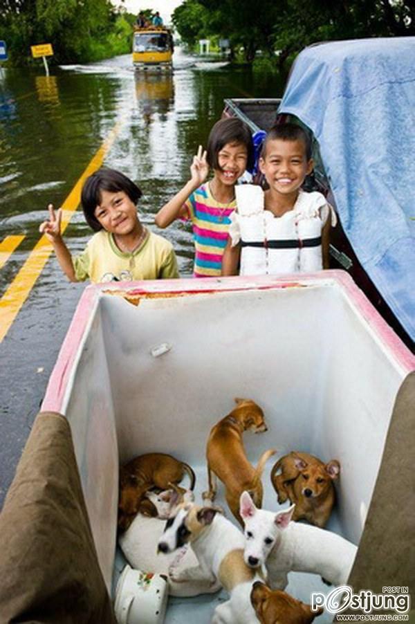 เมื่อพวกเราโดนน้ำท่วมๆ เพื่อนๆ ของเราเค้าก็น่าสงสารเหมือนกันเนาะ By Chay-ake