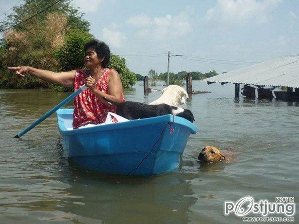 เมื่อพวกเราโดนน้ำท่วมๆ เพื่อนๆ ของเราเค้าก็น่าสงสารเหมือนกันเนาะ By Chay-ake