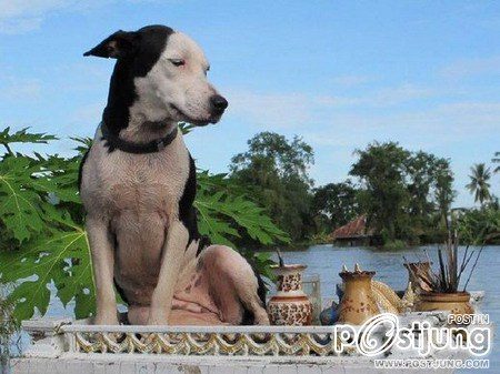 เมื่อพวกเราโดนน้ำท่วมๆ เพื่อนๆ ของเราเค้าก็น่าสงสารเหมือนกันเนาะ By Chay-ake