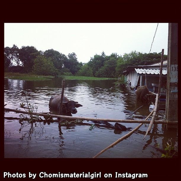 ชมพู่ อารยา ลงพื้นที่ช่วยผู้ประสบภัยน้ำท่วม นนทบุรี