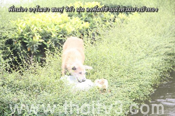 ชมพู่ อารยา ลงพื้นที่ช่วยผู้ประสบภัยน้ำท่วม นนทบุรี