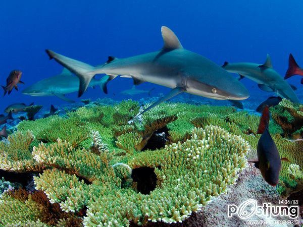 ชายรองน้องชายเอกพาชมภาพสวยๆจากทั่วโลก3