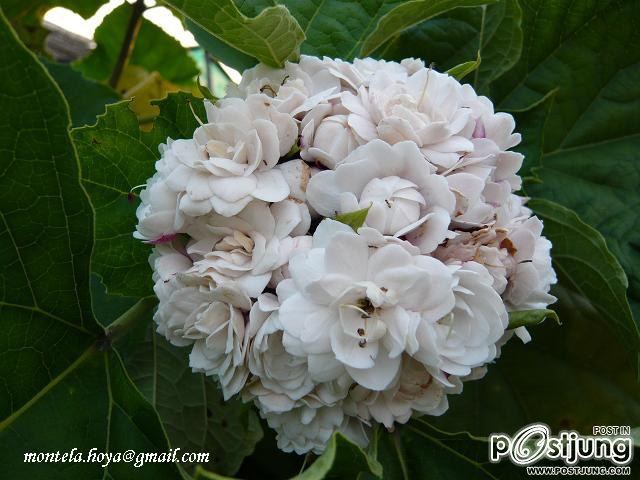 ดอกนางแย้ม