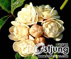 ดอกนางแย้ม