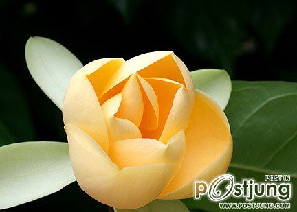 ดอกมณฑา