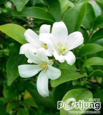 ดอกแก้ว