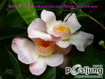 บัวสวรรค์