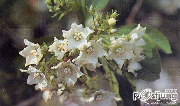 HM album มารู้จักดอกไม้ไทยโบราณ กันครับ