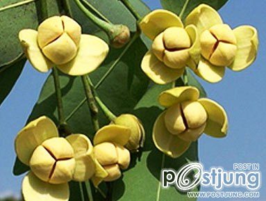 ดอกลำดวน