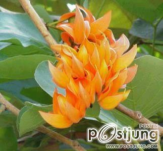 ทองกวาว