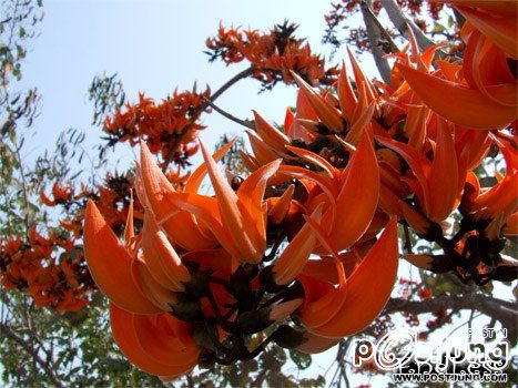 ทองกวาว