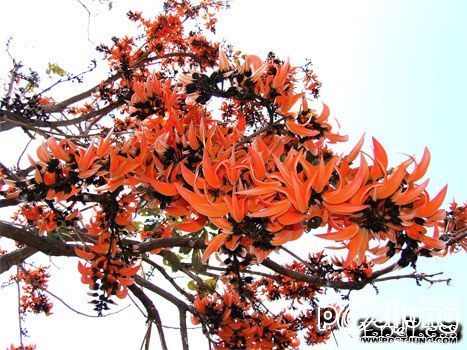 ทองกวาว