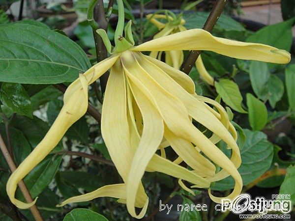 กะดังงา