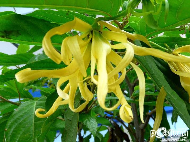 กะดังงา