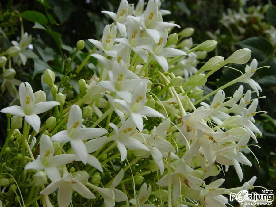 ดอกกาสะลอง