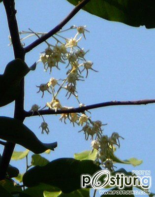 ดอกพะยอม