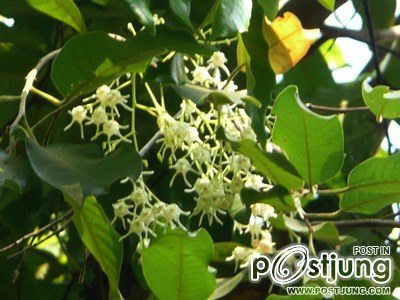 ดอกพะยอม