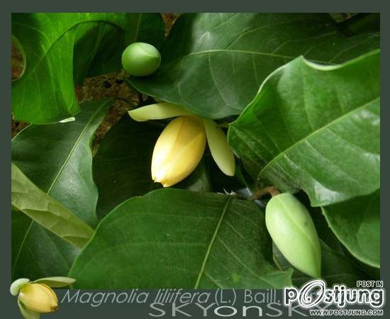 ดอกมณฑา