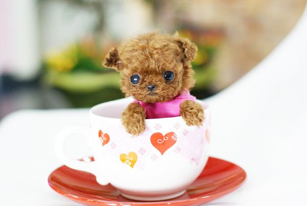 น้องหมา แอ๊บแบ๊ว!