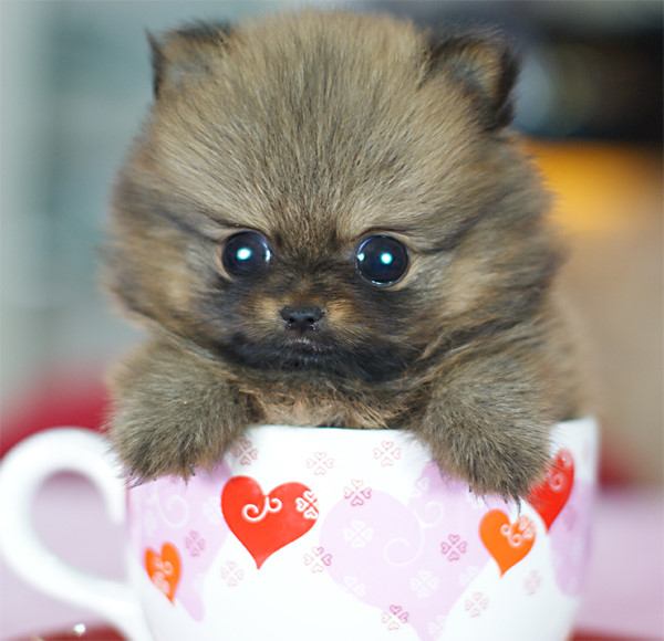 น้องหมา แอ๊บแบ๊ว!