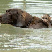 สุดซึ้ง! ภาพลิงเกาะสุนัข ลอยคอฝ่ากระแสน้ำท่วม